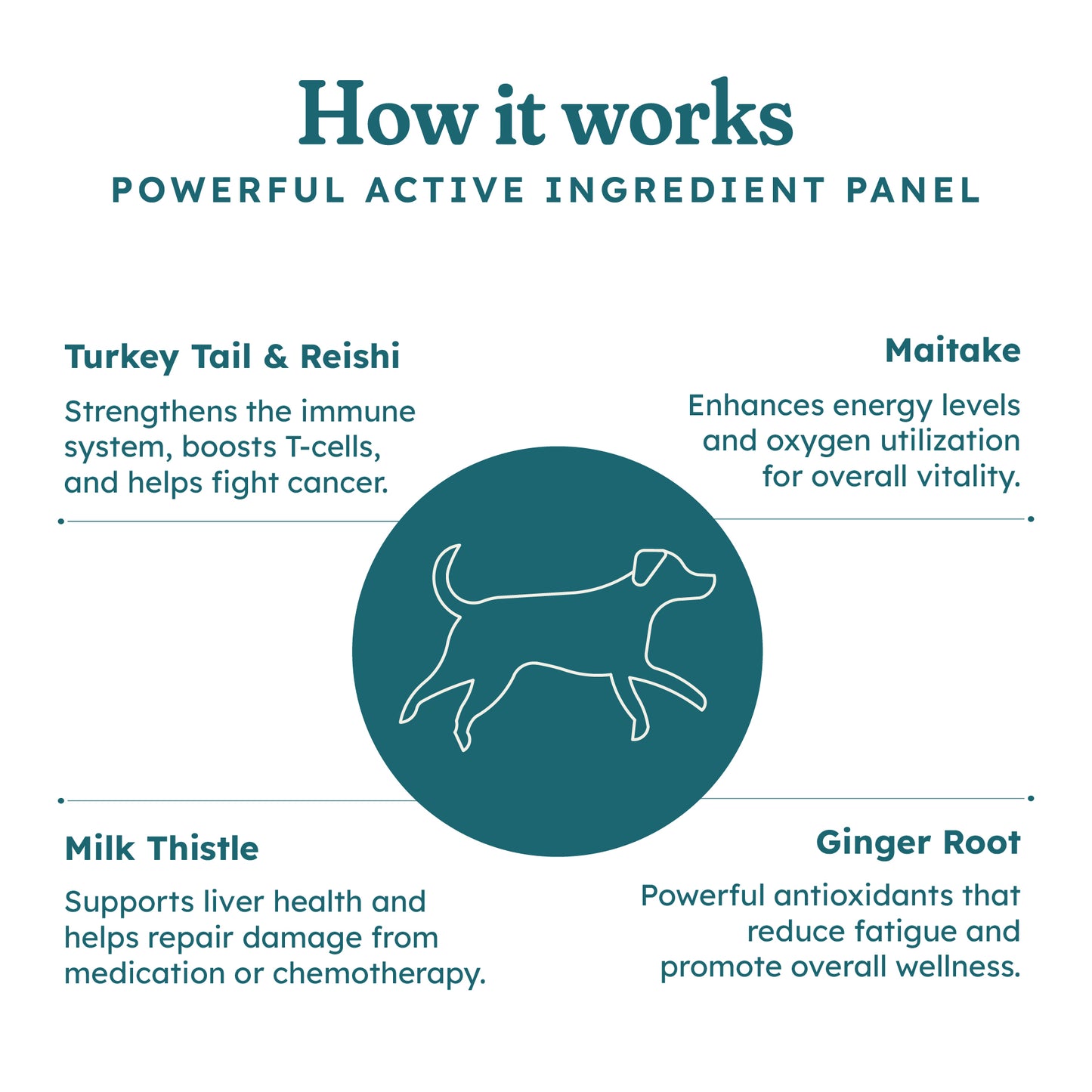 Immune Plus Canine Special — OTP
