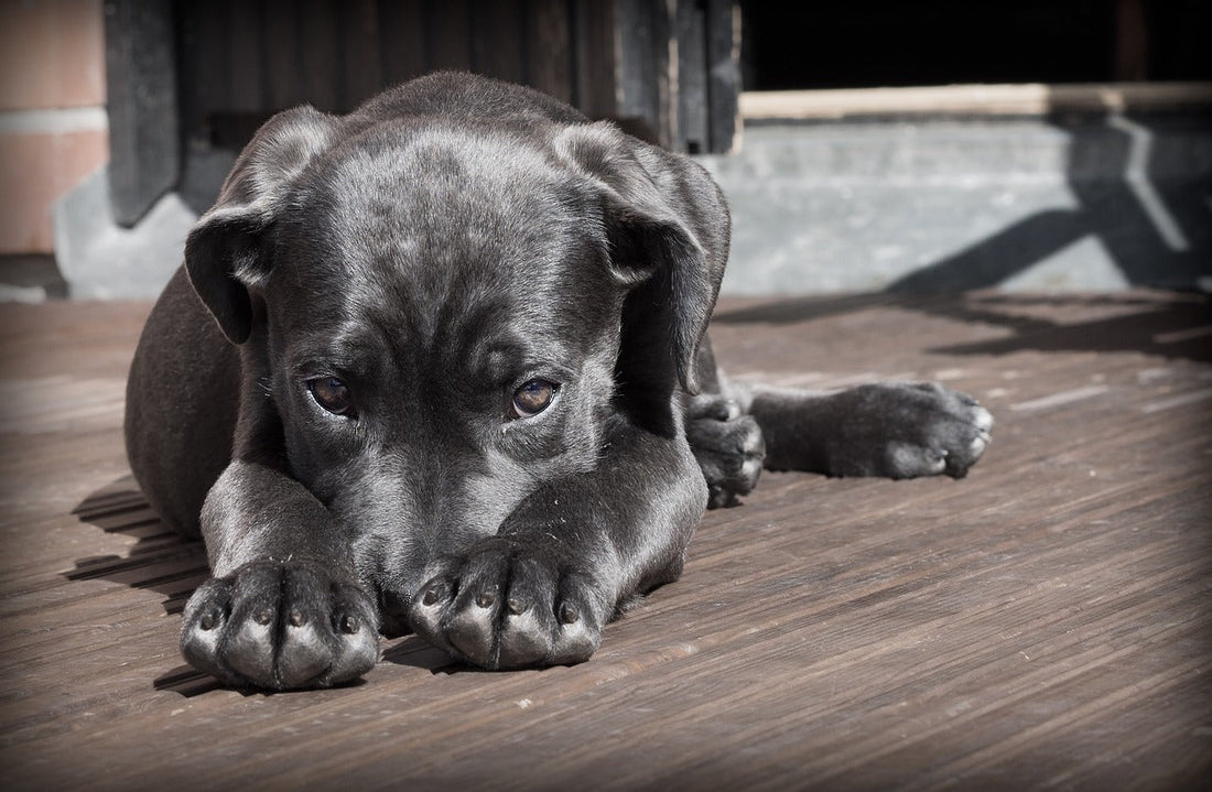 Types of Worms in Dogs: Signs, Diagnosis, Treatment & Prevention