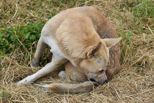 Top 6 Reasons Your Dog Is Itching and Losing Hair