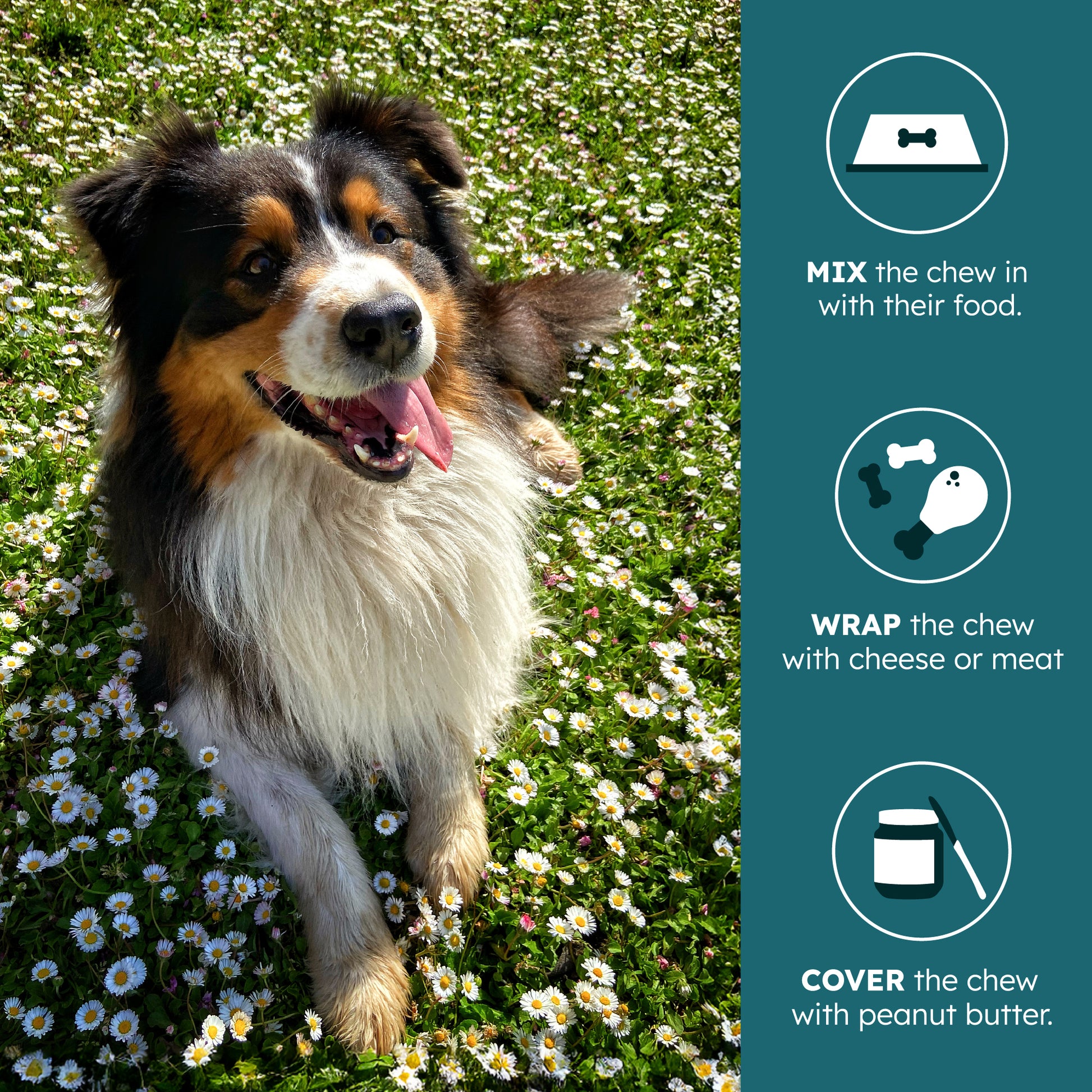 Fleas Australian Shepherd Skin Allergies Allergy Symptoms