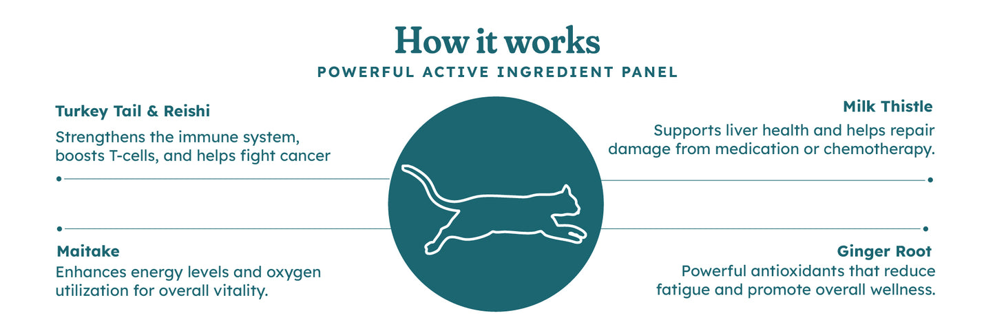 Immune Plus Feline Special — OTP