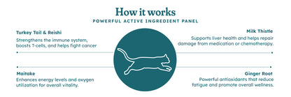 Immune Plus Feline Special — OTP