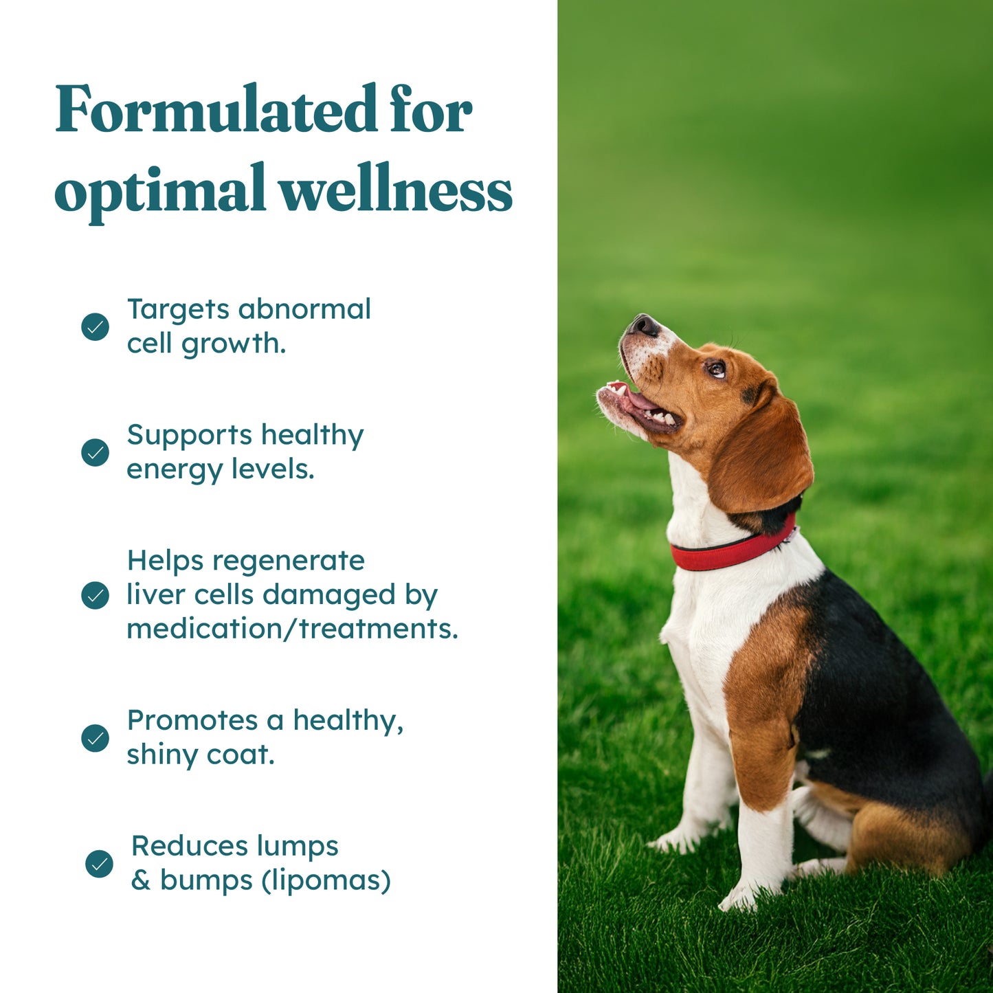 Immune Plus Canine Special — OTP